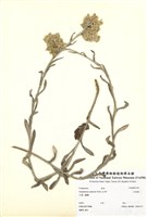 藏品(紅面番)的圖片